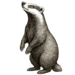 A badger illustration
