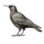 An illustration of a Cornish chough